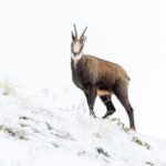 chamois_1