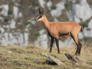 chamois_1