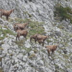 chamois_1