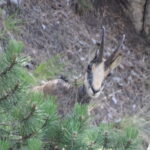 chamois_1