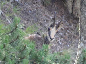 chamois_1